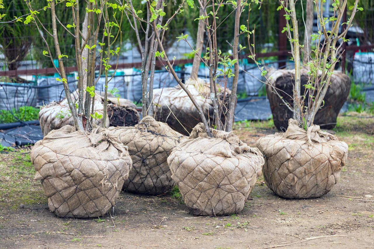 small trees.jpg