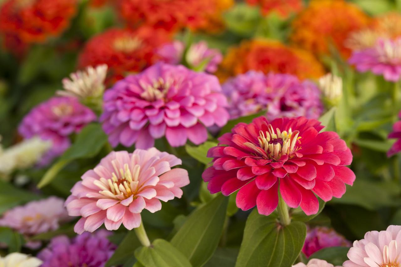 annuals1.jpg