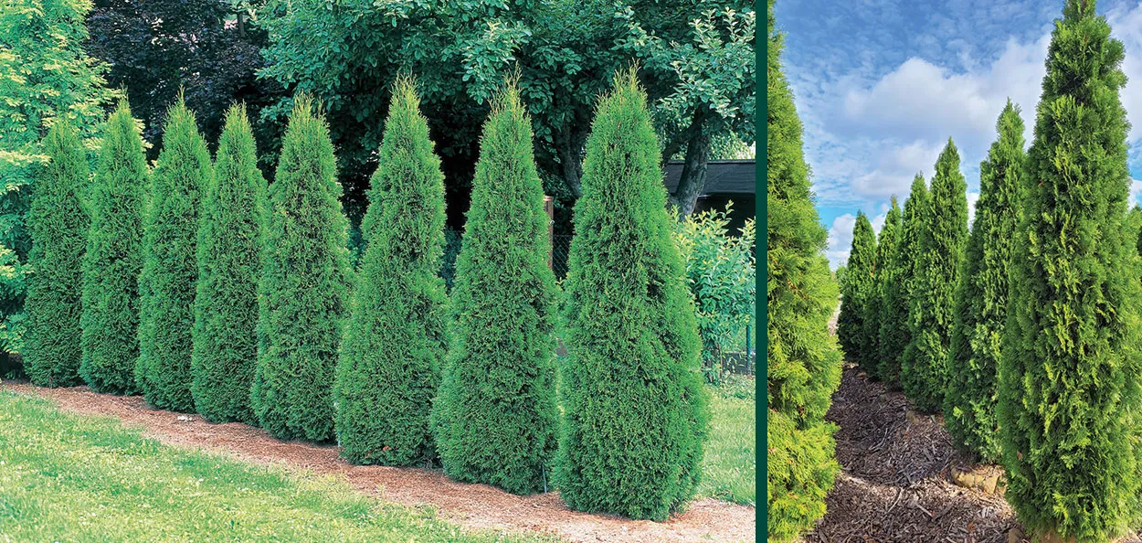 arbor.webp