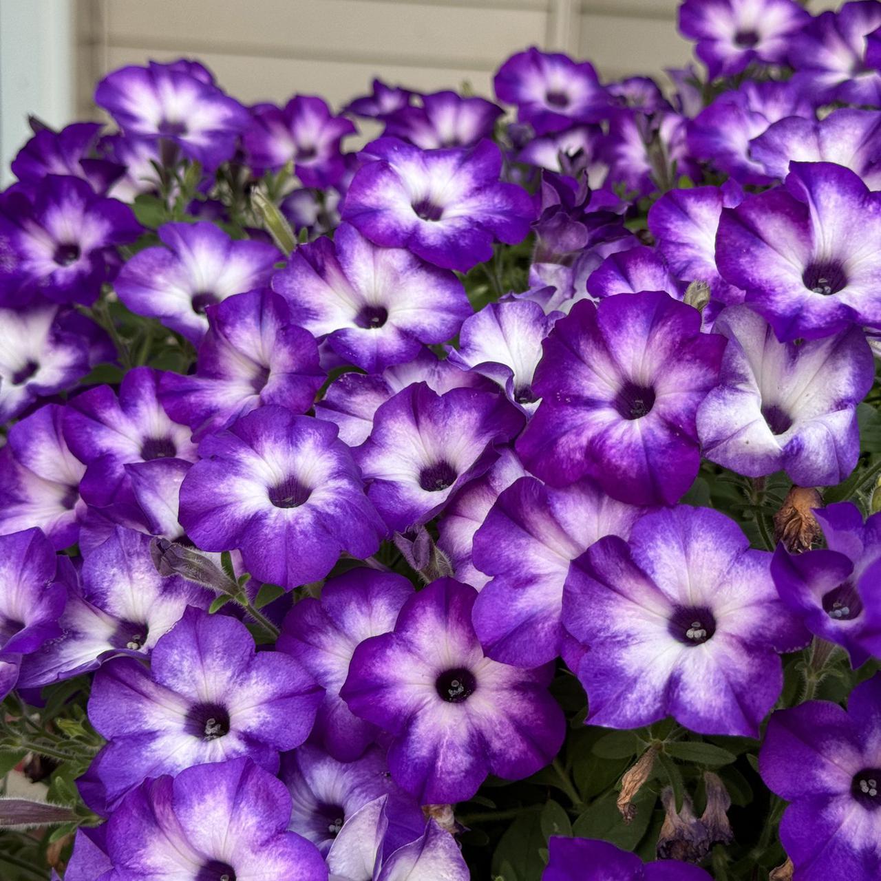 petunias.jpg