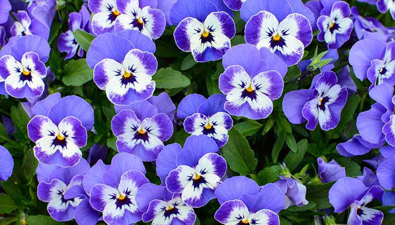 annuals3.jpg