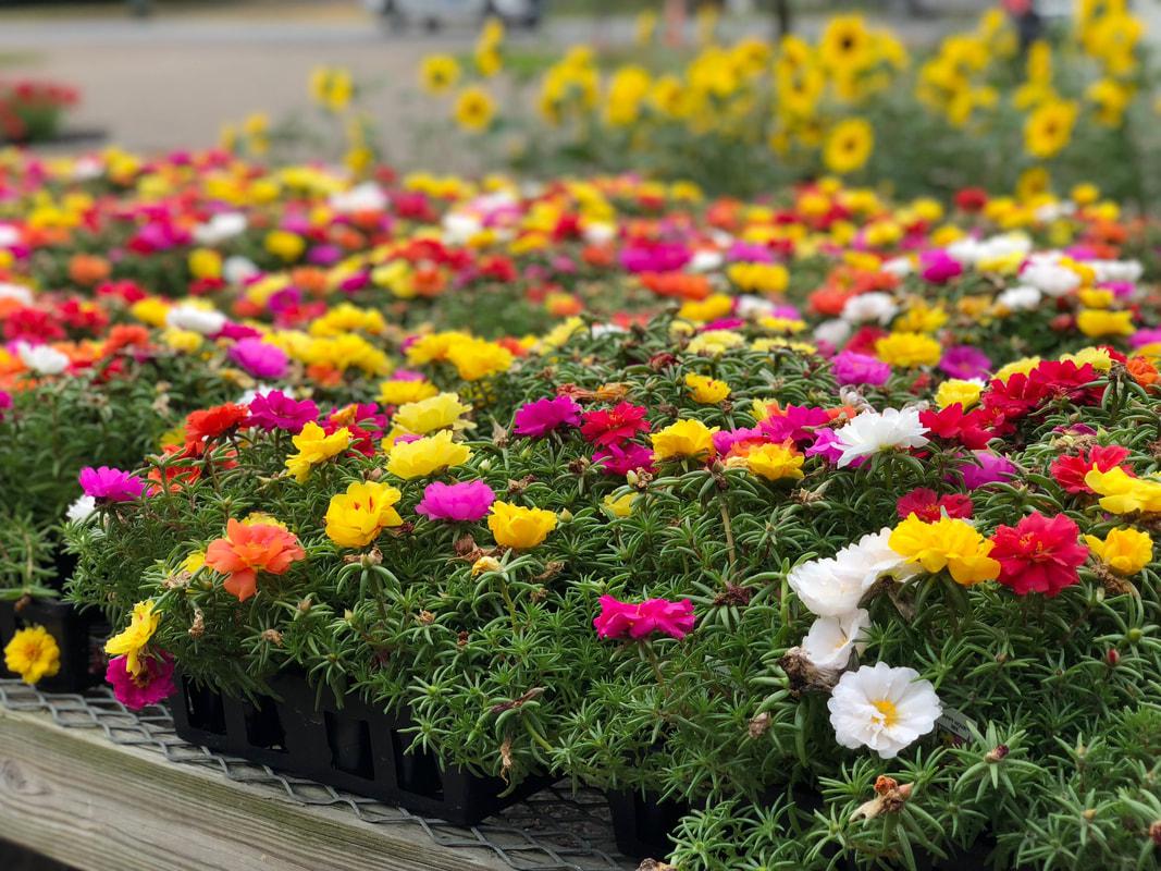 annuals4.jpg