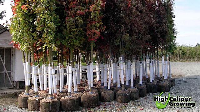 trees basgs.jpg