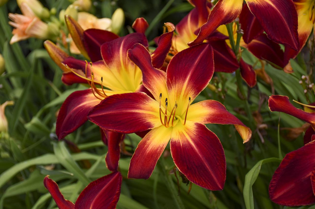 daylilly.jpg
