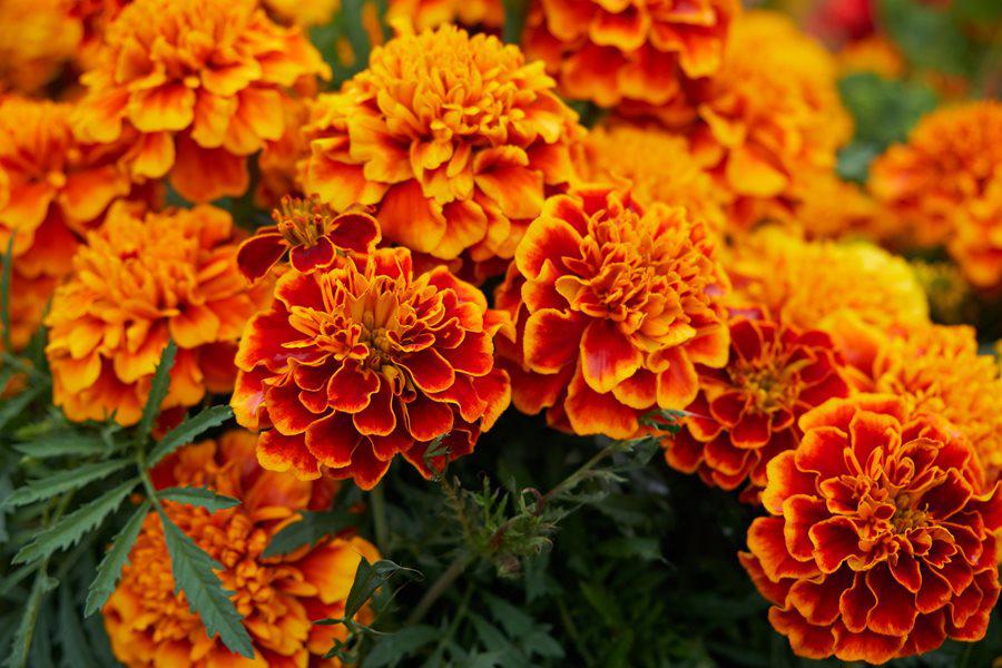 marigolds.jpg