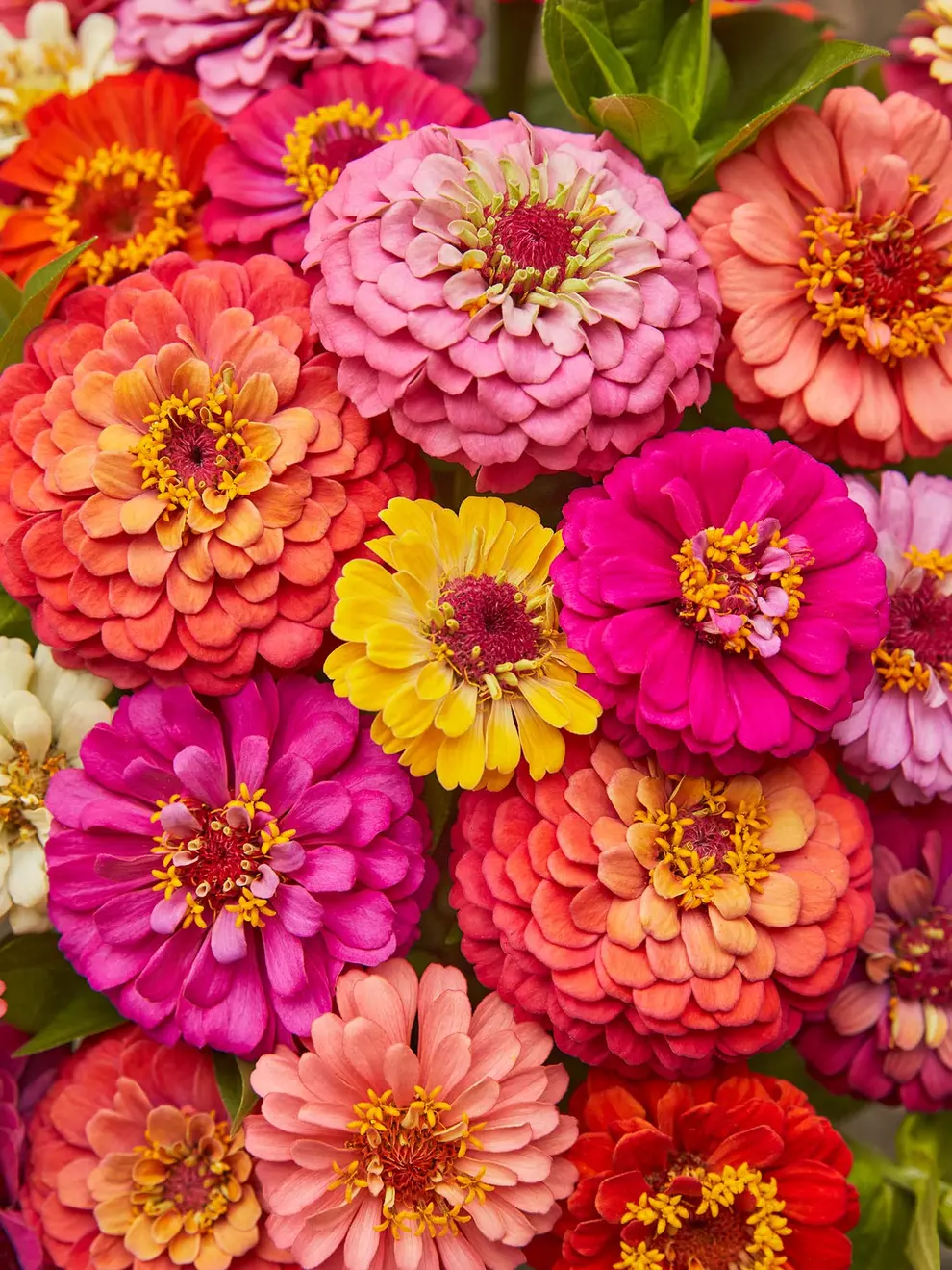 zinniaas.webp