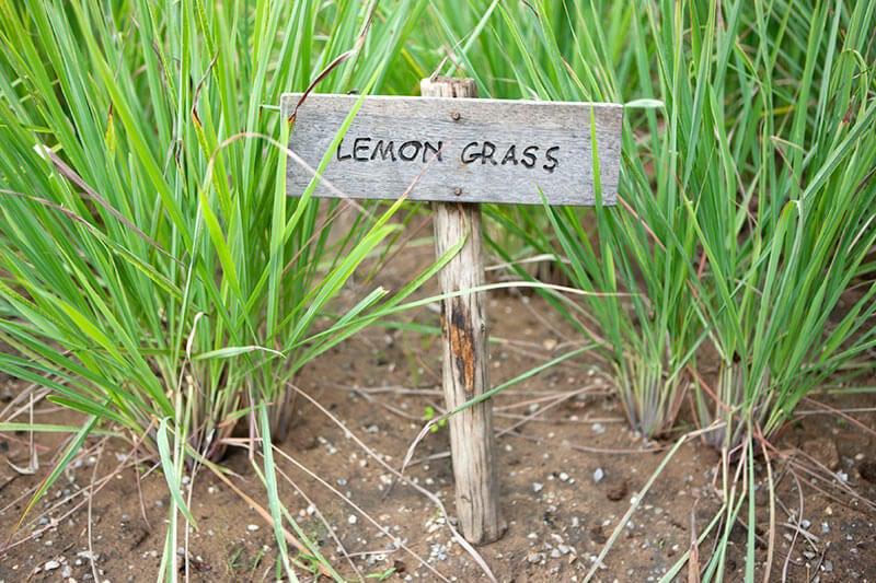lemongrass.jpg