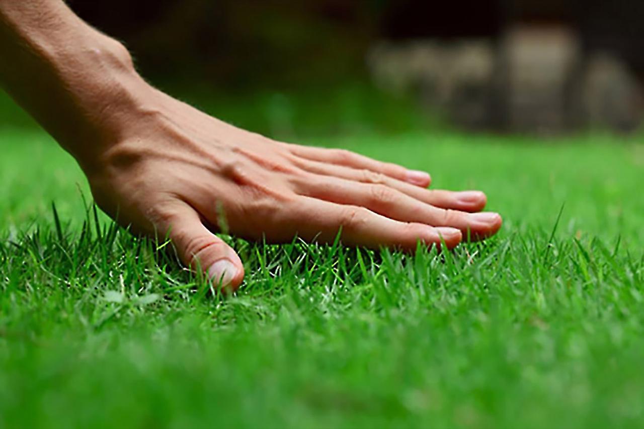 lawns1.jpg