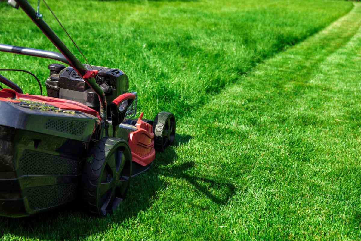 lawns2.jpg