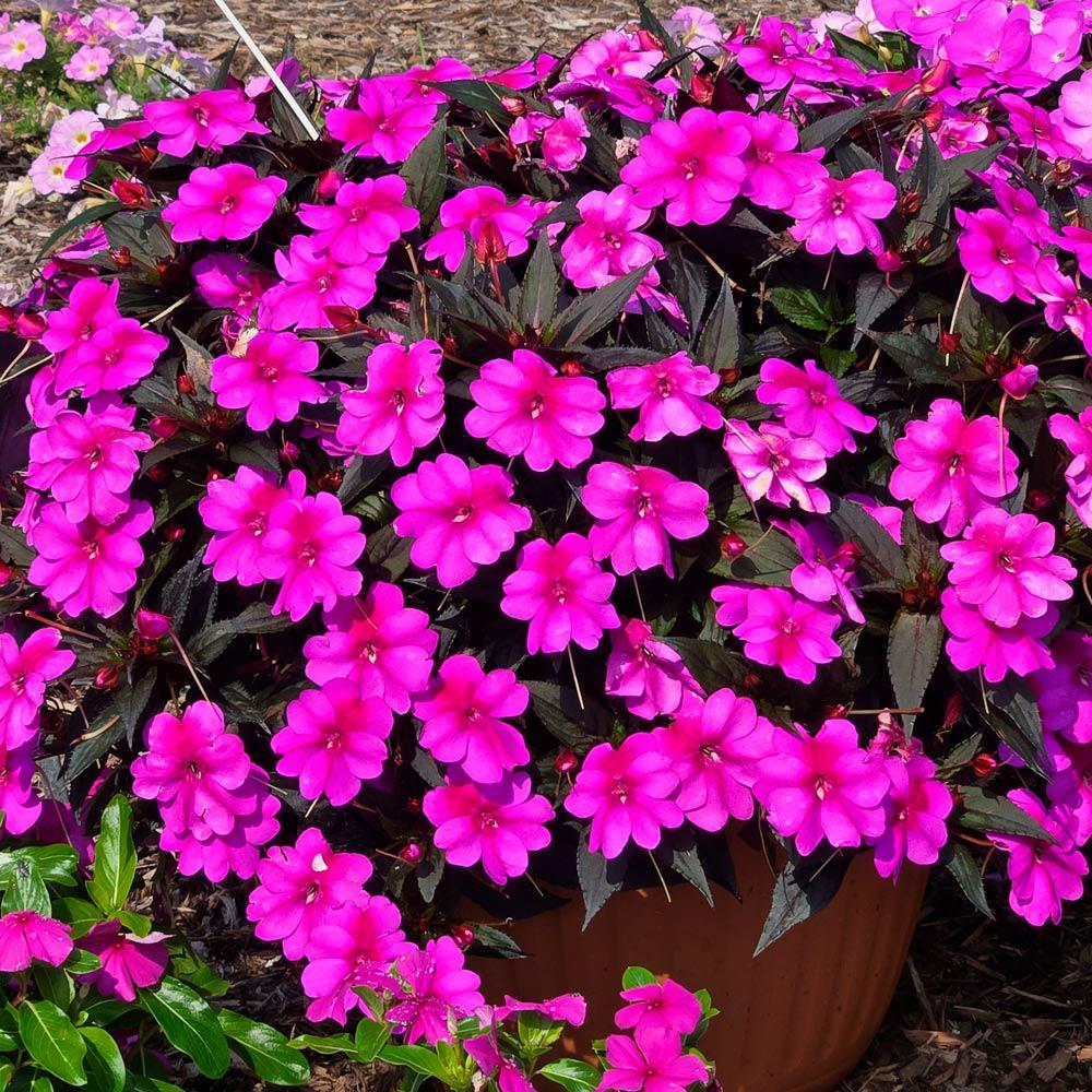 impatiens.jpg