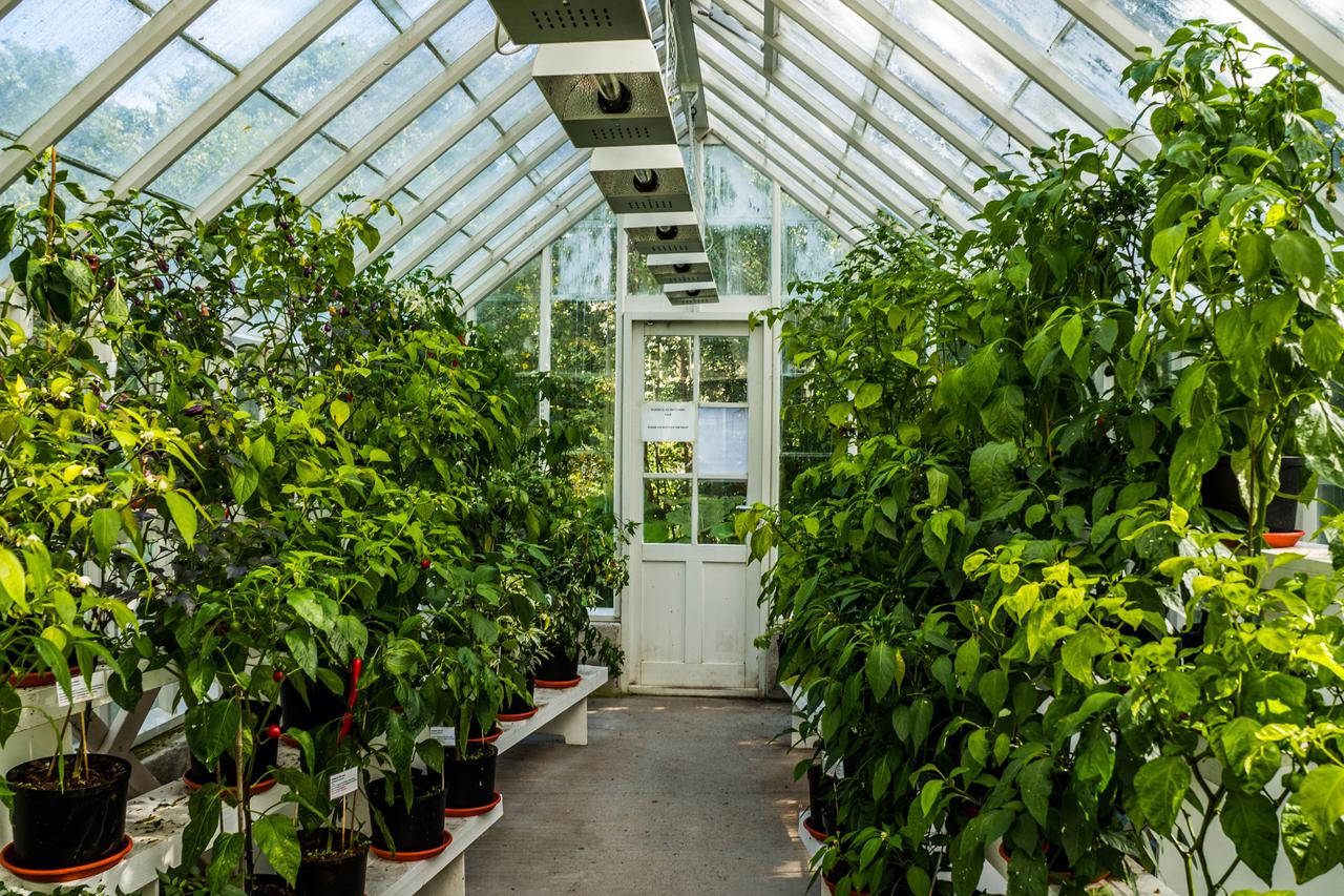 f1671e8c-577a-11e7-89f7-0242ac110002-greenhouse-454510.jpg